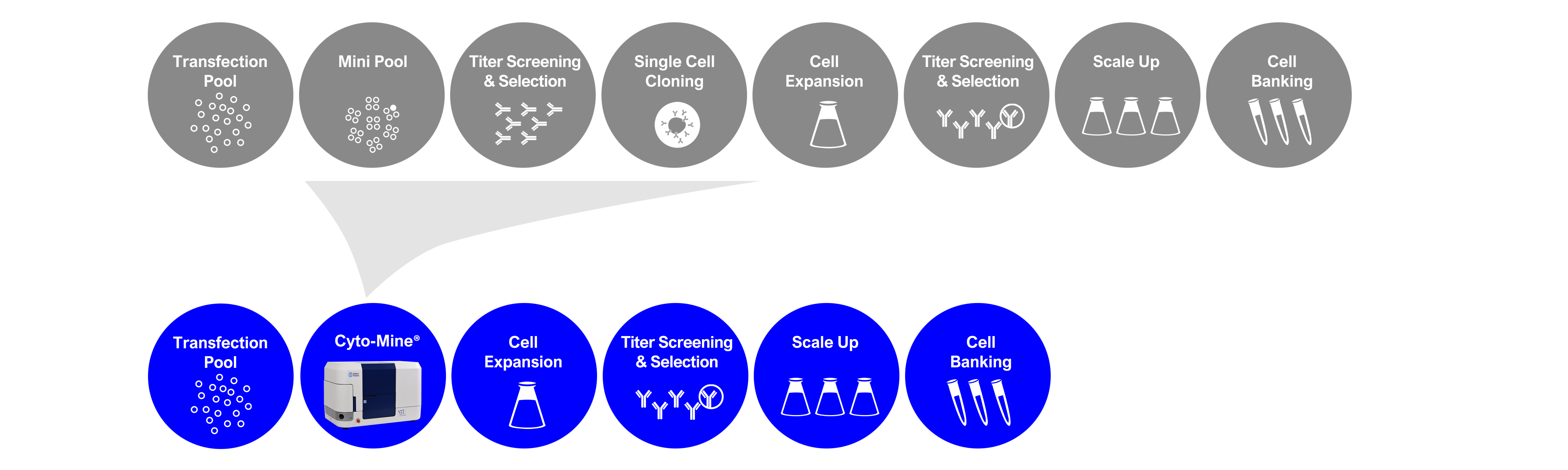 cell line development workflow grey