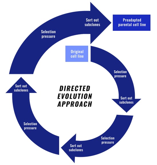 directed evolution in cell line development